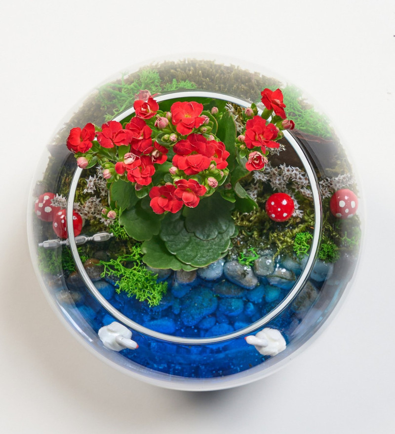 Seçkin Cam Fanusta Kırmızı Kalanchoe Tasarım Teraryum