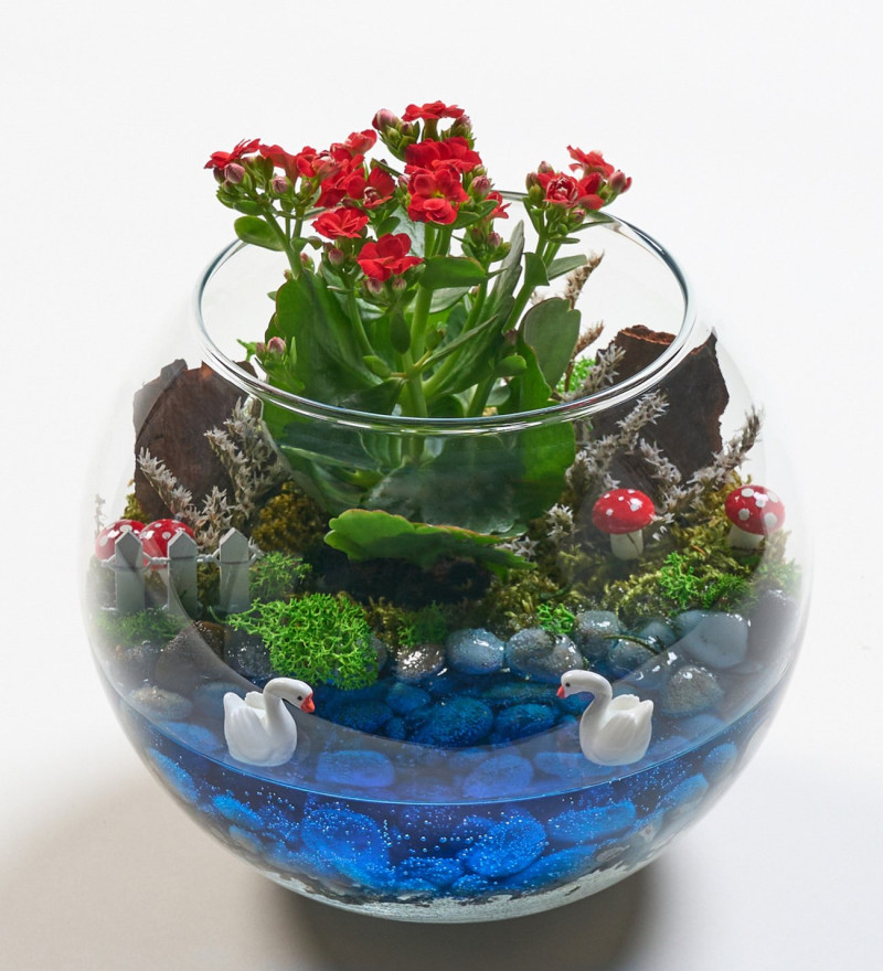 Seçkin Cam Fanusta Kırmızı Kalanchoe Tasarım Teraryum