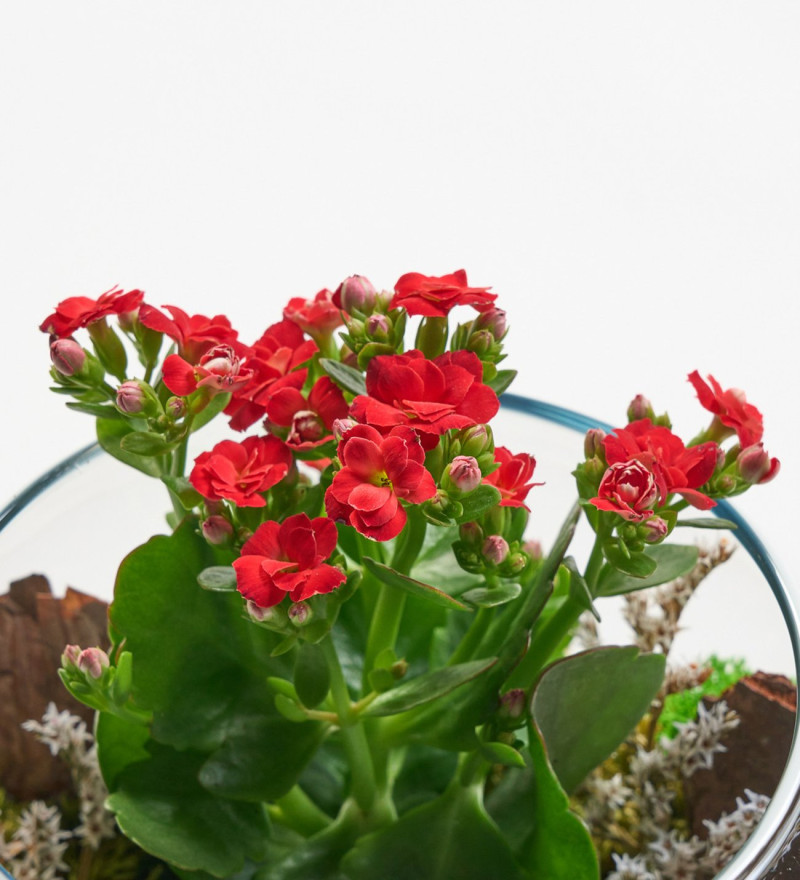 Seçkin Cam Fanusta Kırmızı Kalanchoe Tasarım Teraryum