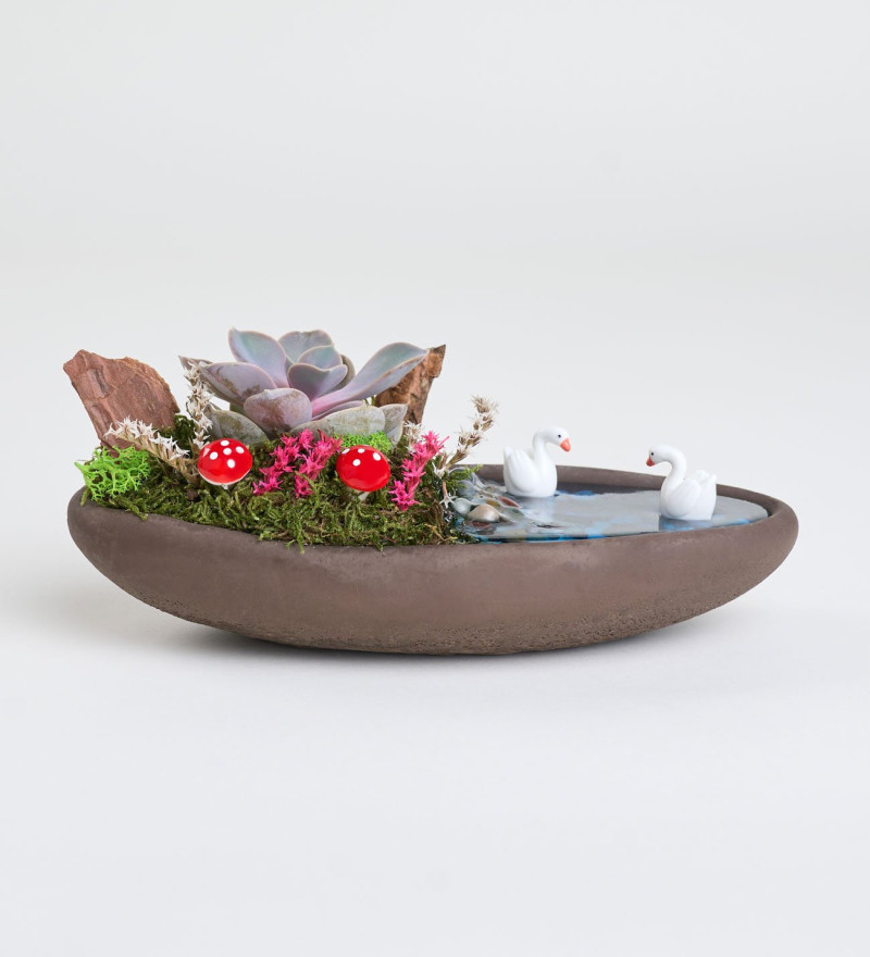 Özel Dekor Saksıda Echeveria Perle Von Nurnberg Teraryum