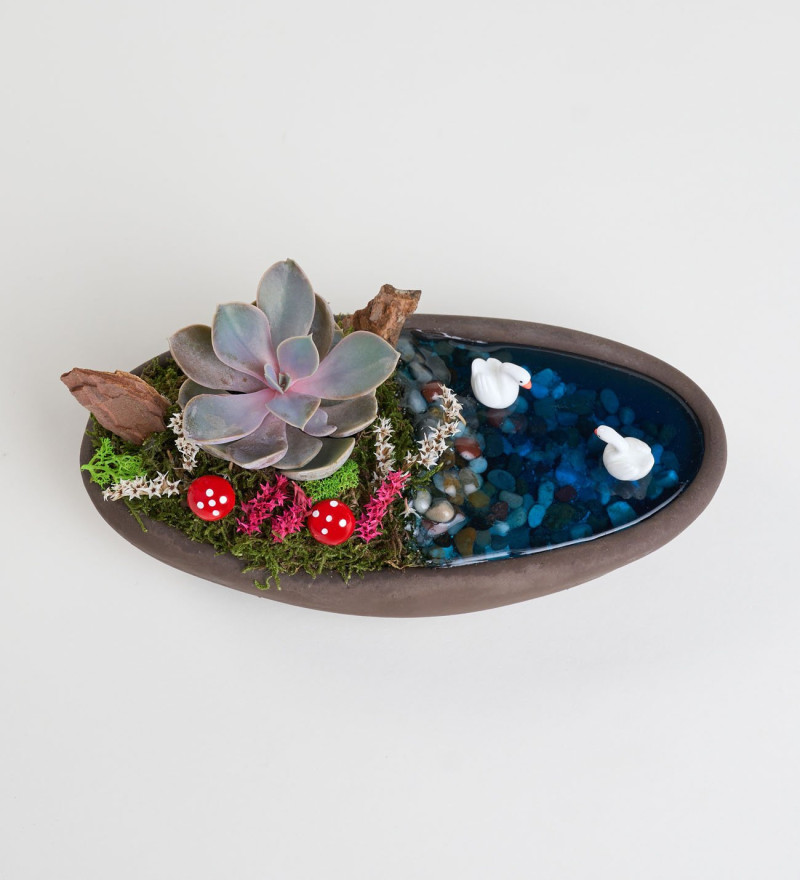 Özel Dekor Saksıda Echeveria Perle Von Nurnberg Teraryum