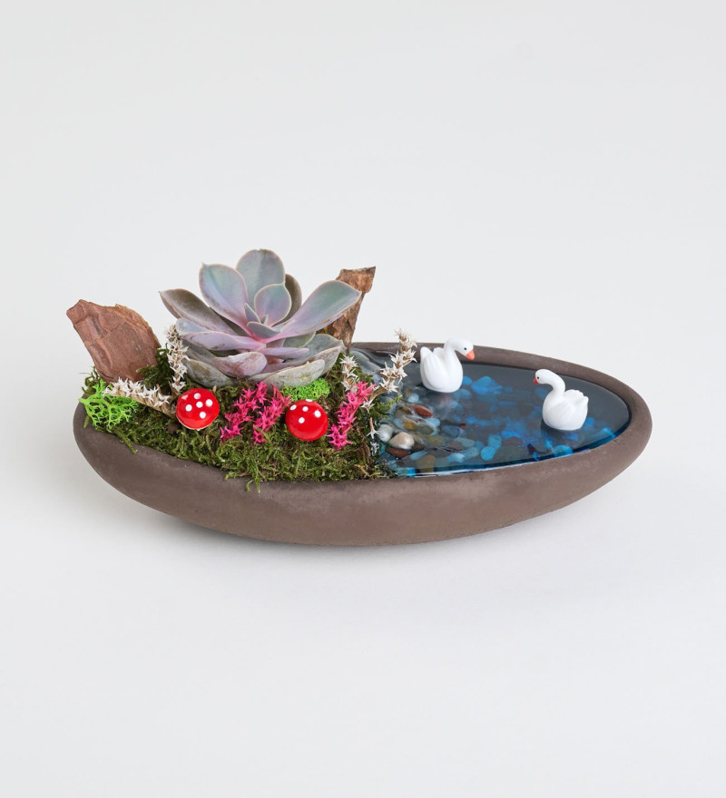 Özel Dekor Saksıda Echeveria Perle Von Nurnberg Teraryum