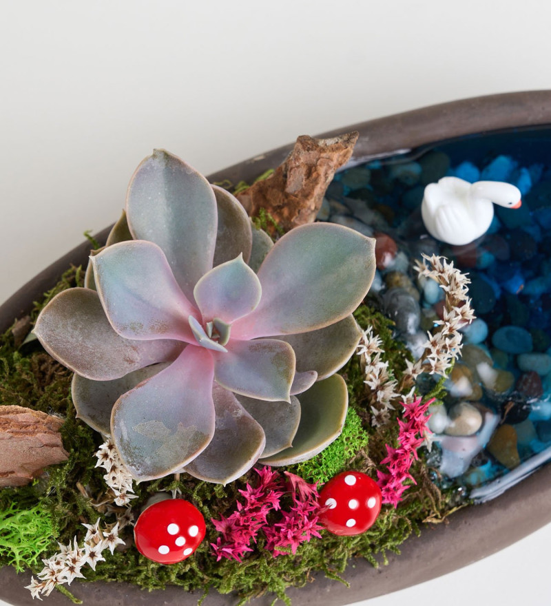 Özel Dekor Saksıda Echeveria Perle Von Nurnberg Teraryum