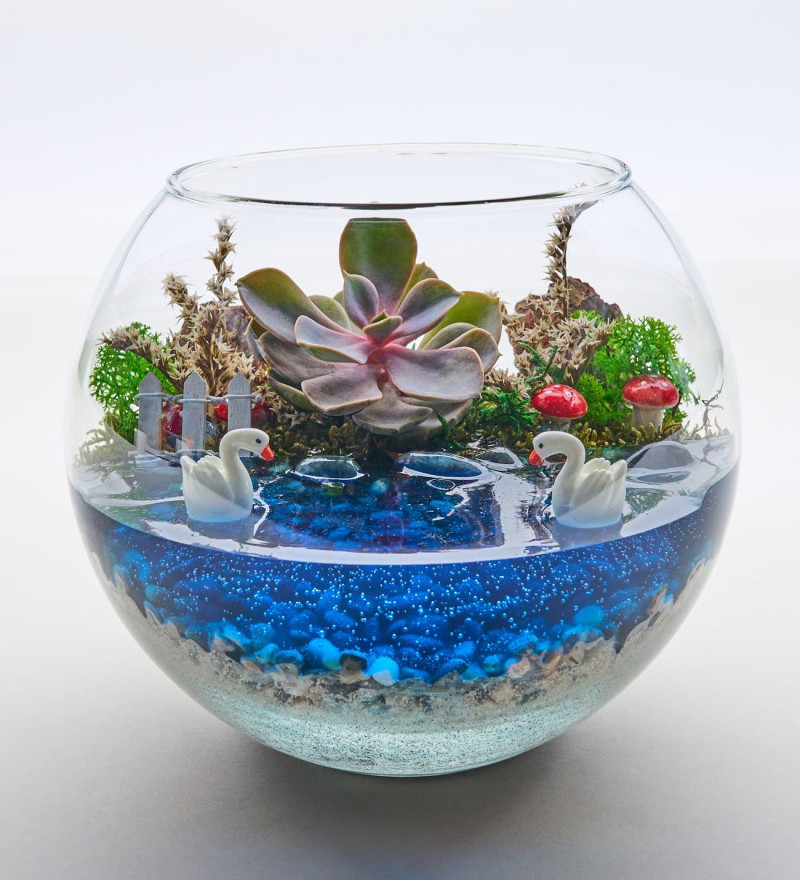 Modern Cam Fanusta Echeveria Perle Von Nurnberg Teraryum