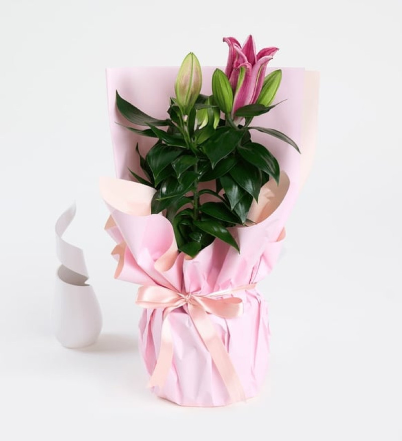 Doğal Pembe Buket Kağıtlı Beton Saksıda Pembe Lilyum 
