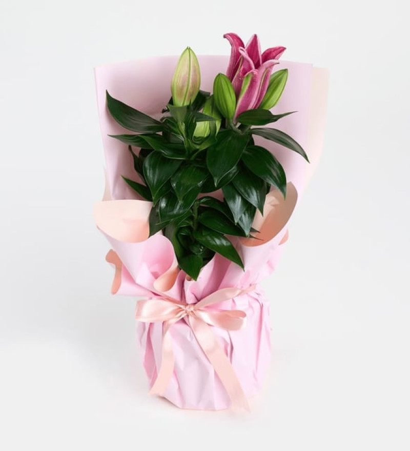 Doğal Pembe Buket Kağıtlı Beton Saksıda Pembe Lilyum 