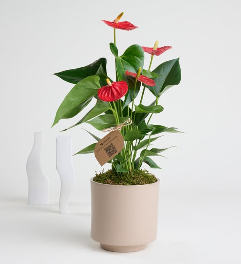 Doğal Gri Beton Saksıda Antoryum - Flamingo Çiçeği
