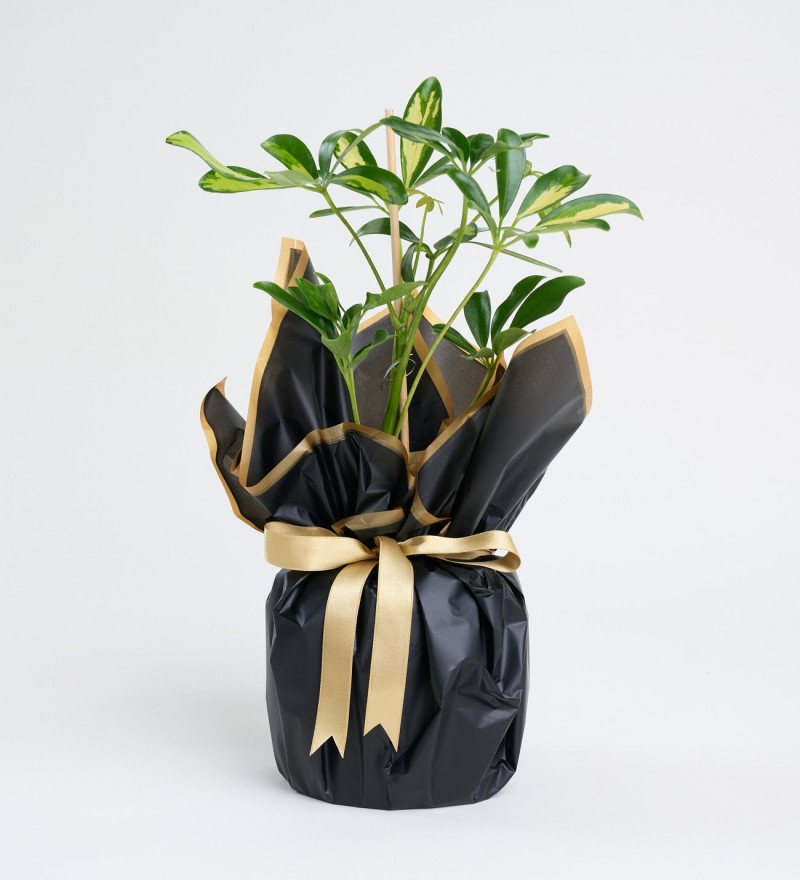 Şık Buket Kağıdında Schefflera Tekli p12