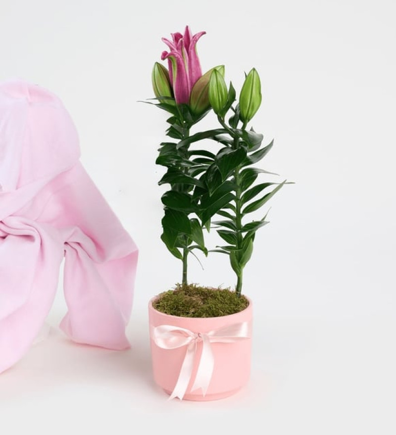  Zarif Pembe Beton Saksıda Pembe Lilyum