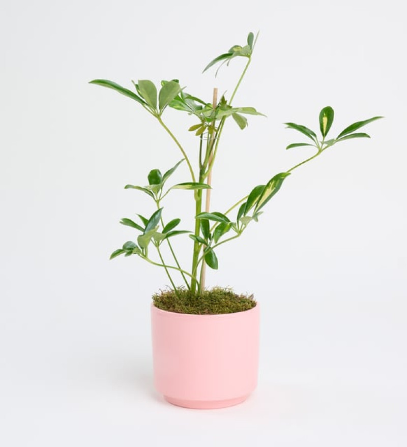 Doğal Schefflera Tekli
