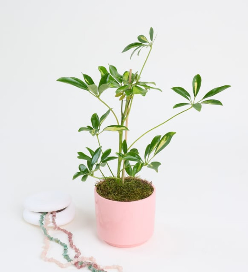 Doğal Schefflera Tekli