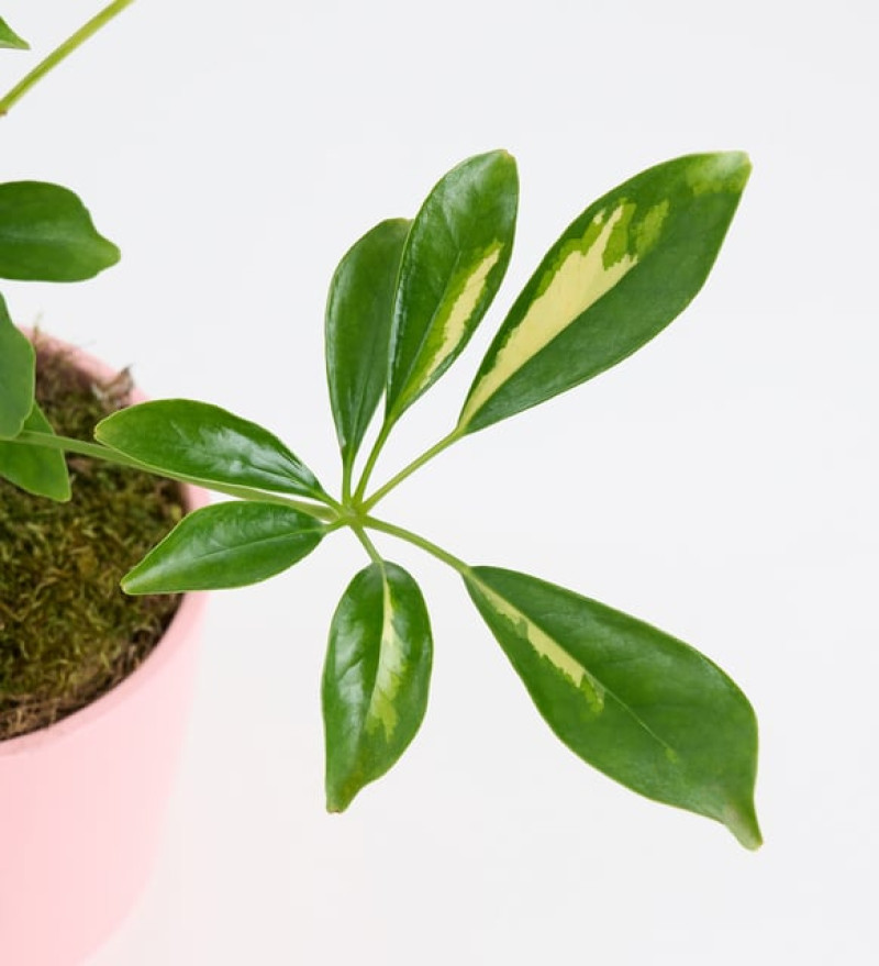 Doğal Schefflera Tekli
