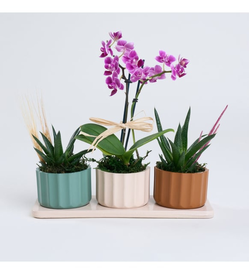 Lüks Trio Saksıda Haworthia Limifolia ve Mor Orkide