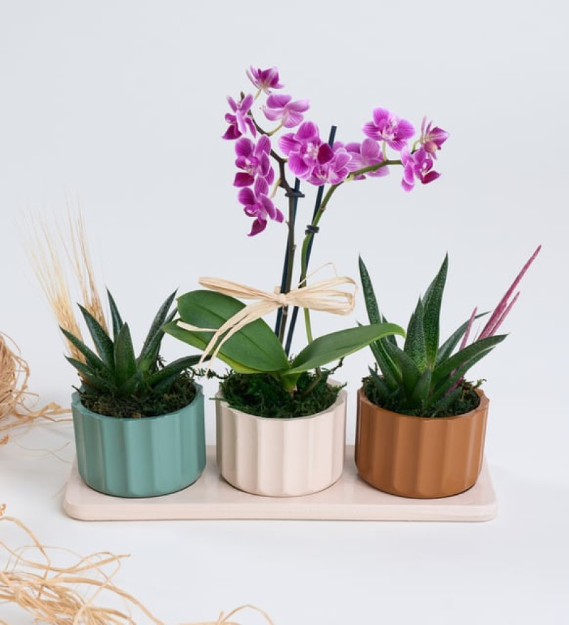 Lüks Trio Saksıda Haworthia Limifolia ve Mor Orkide