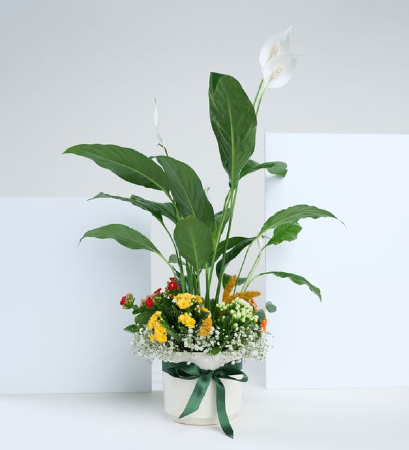 Şık Beyaz Saksıda Barış Çiçeği ve Kalanchoe Çiçekleri