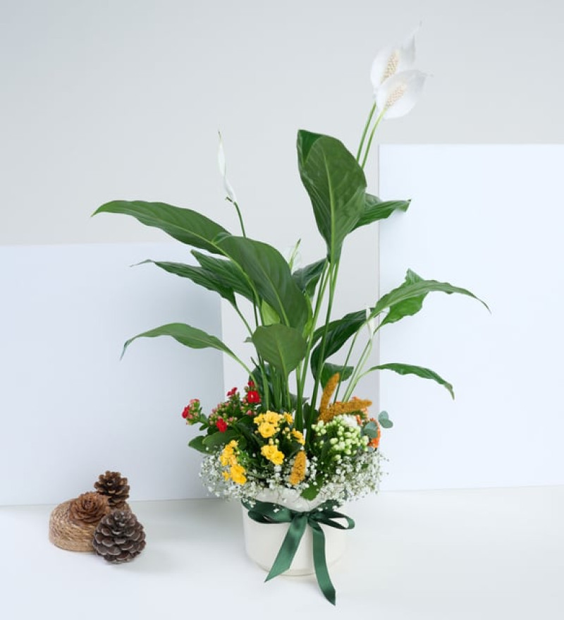 Şık Beyaz Saksıda Barış Çiçeği ve Kalanchoe Çiçekleri