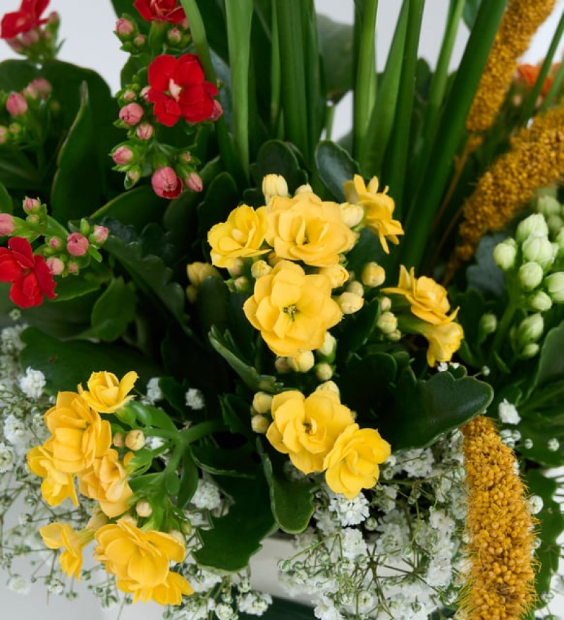 Şık Beyaz Saksıda Barış Çiçeği ve Kalanchoe Çiçekleri