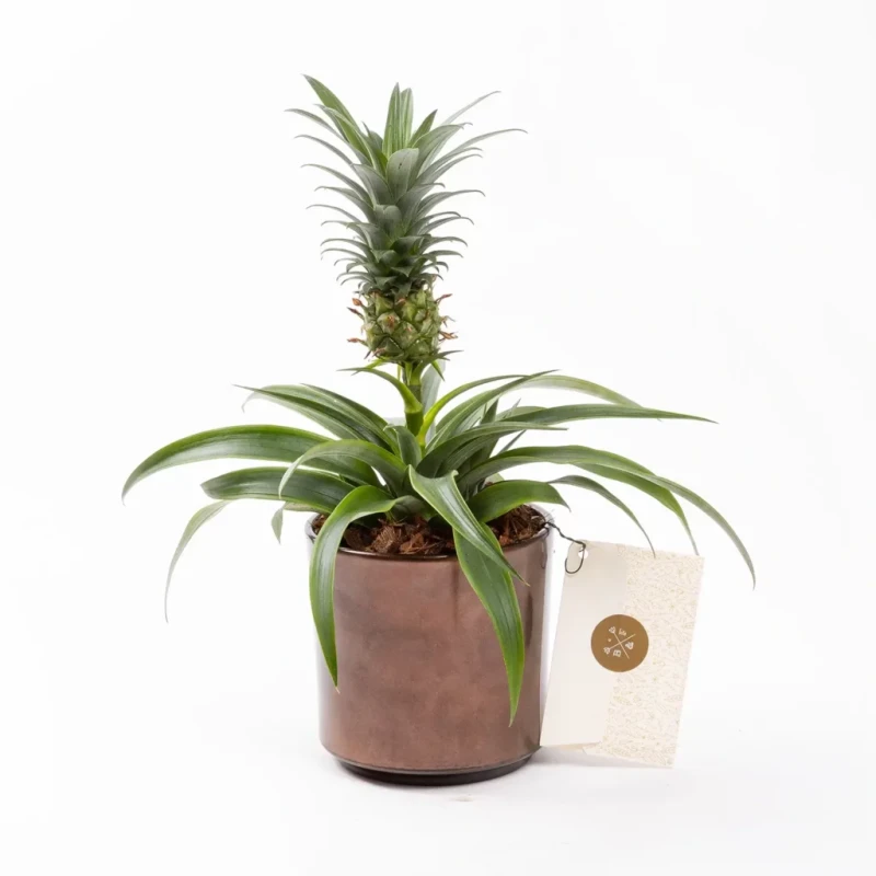 Seçkin Fineapple – Saksı Çiçeği