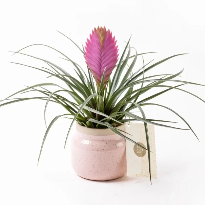 Şık Fuchsia in Jungle – Tillandsia Saksı Çiçeği
