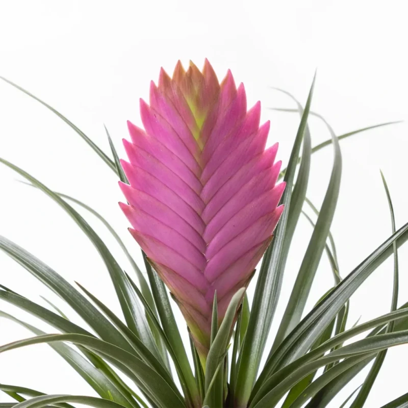 Şık Fuchsia in Jungle – Tillandsia Saksı Çiçeği