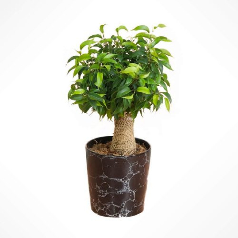 Seçkin Ficus Benjamin Bonsai
