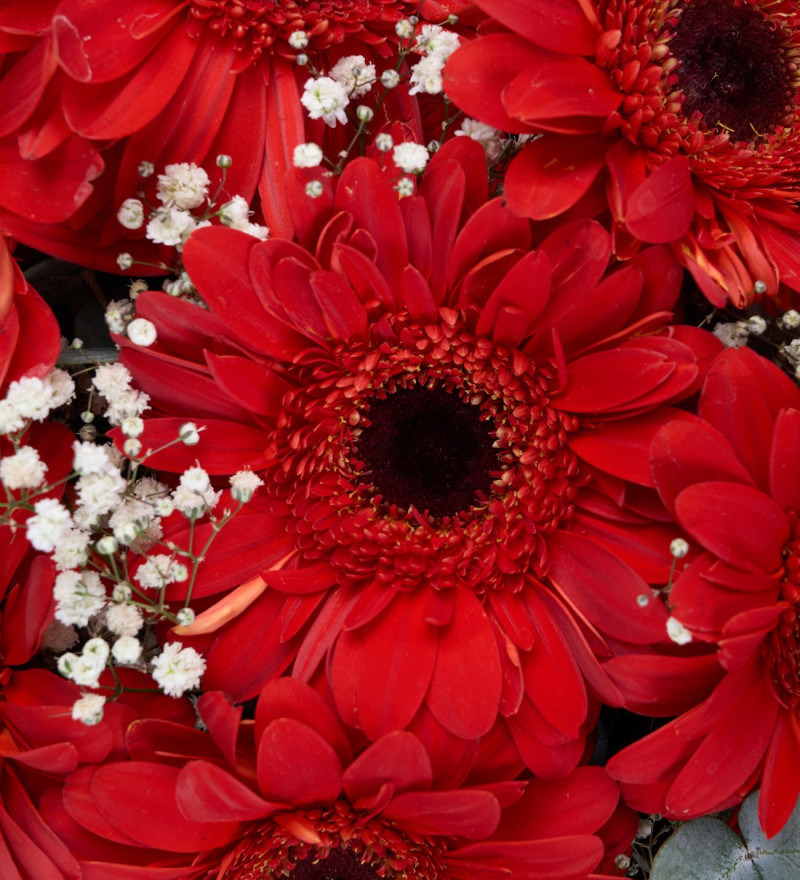 Premium Kırmızı Gerbera Çiçek Buketi