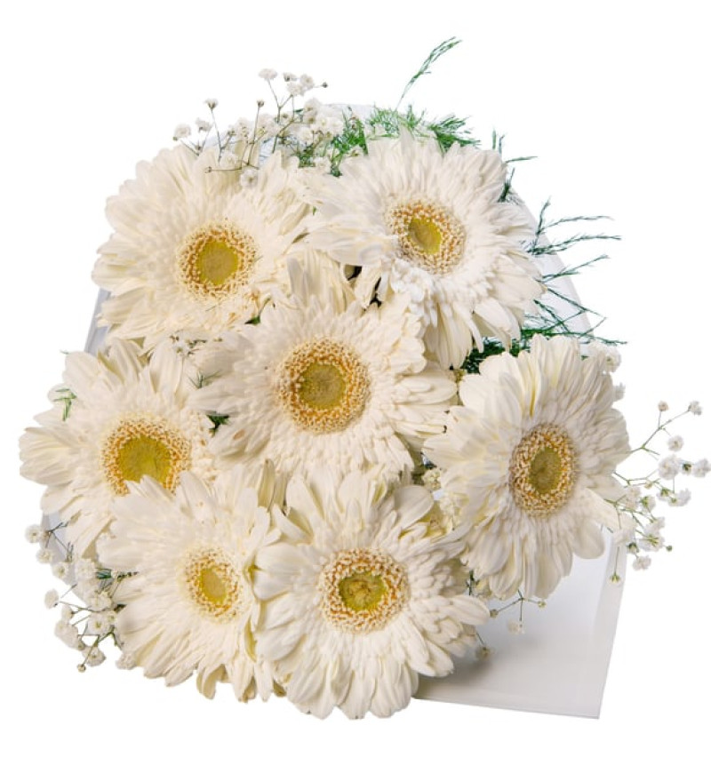 Seçkin Beyaz Gerberalar Çiçek Buketi Lolaflora