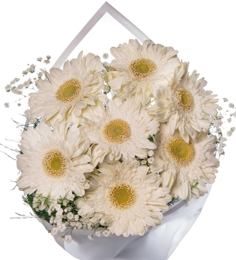 Seçkin Beyaz Gerberalar Çiçek Buketi Lolaflora